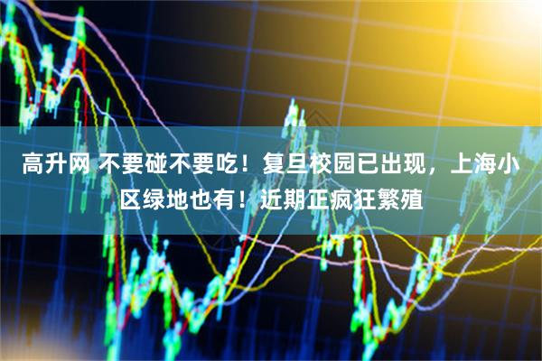 高升网 不要碰不要吃!复旦校园已出现,上海小区绿地也有!近期正疯狂繁殖